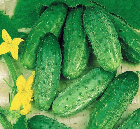 Legume - Castraveti Krak F1 8gr