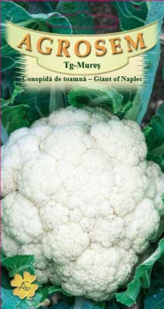 Legume - Conopida toamna Giant of Naples 0.8gr