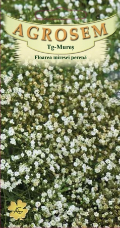Flori - Floarea miresei perenă albă 0.15gr