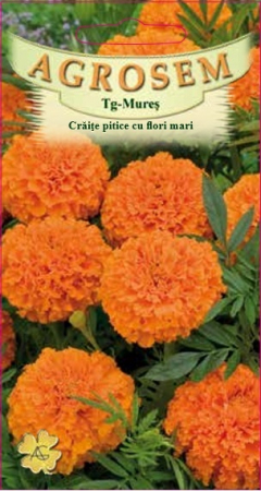 Flori - Crăiţe pitice cu flori mari- portocalii 0.2gr