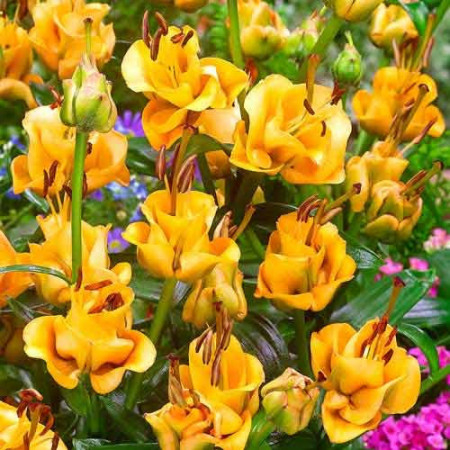 Crini Apricot Fudge T2 [0]