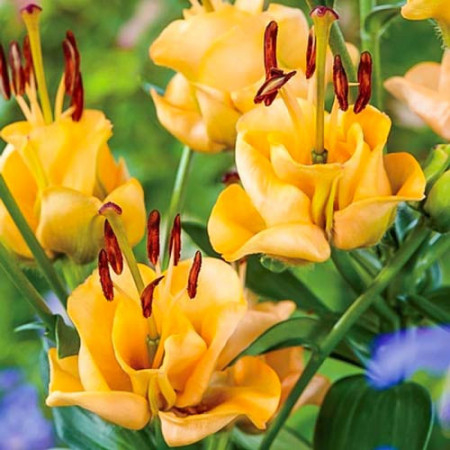 Crini Apricot Fudge T2 [1]