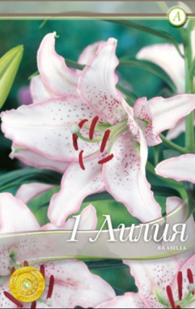 Flori - Crini Brasillia T1