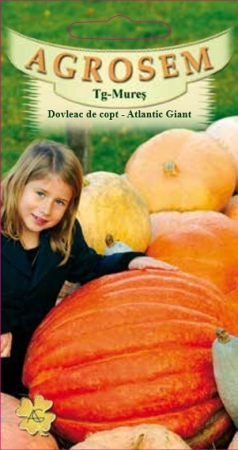 Legume - Dovleac de copt Atlantic Giant 1.5gr
