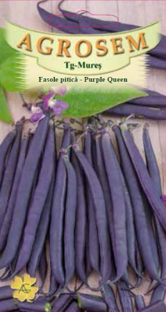 Legume - Fasole pitica Violet Purple Queen 10gr