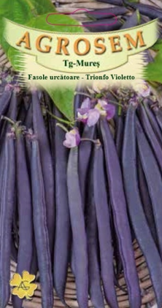 Seminte - Fasole urcatoare violeta Trionfo violetto 8gr