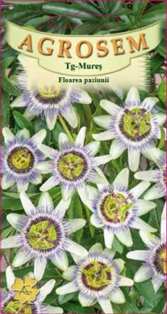 Flori - Floarea pasiunii 3 seminte