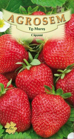 Fructe - Căpșuni 10 semințe