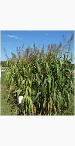 Plante furajere - Iarbă de sudan 20kg