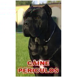 Animale de companie - Indicator câine periculos Cane Corso