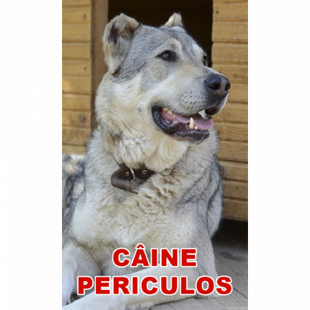 Animale de companie - Indicator caine periculos Ciobanesc Asia Centrala