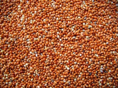 Mei rosu (hrana) pentru pasari de colivie Red Millet 25kg [1]