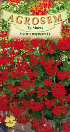 Seminte - Muscate curgatoare rosii F1 3 seminte