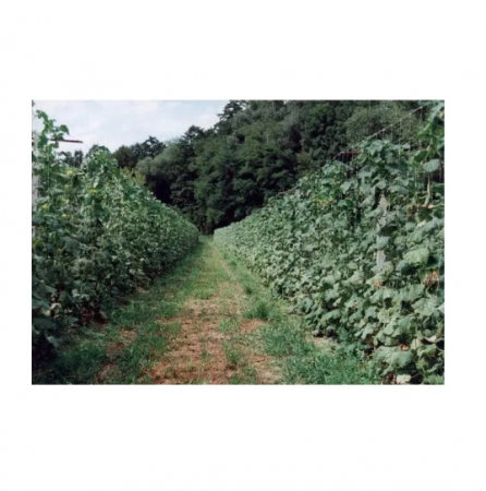 Plasa suport plante Horti-Plant alba, 15x15 cm 1.5 x 10m [4]