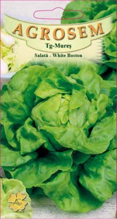 Legume - Salata White Boston 2.5gr