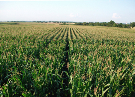 Seminte Porumb hibrid Suround FAO 300 25000k [1]