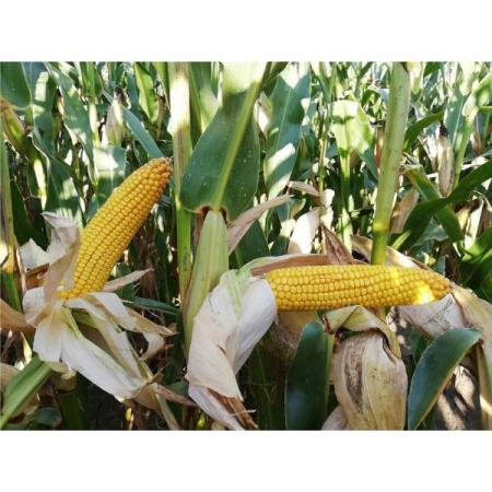 Seminte Porumb hibrid Darius FAO 390 50000k [0]