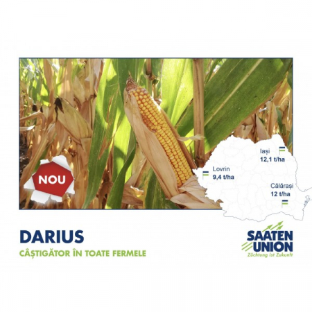 Seminte Porumb hibrid Darius FAO 390 50000k [2]