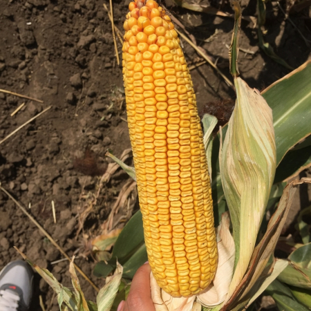 Seminte Porumb hibrid Suporto FAO 290 50000k [0]