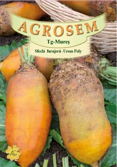 Plante furajere - Seminte Sfecla furajera Ursus Poly 50gr