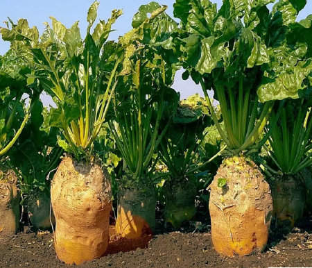 Sfecla furajera ursus poly - vrac 1kg [0]