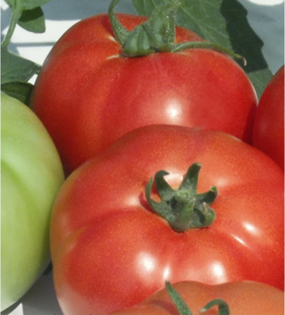 Legume - Tomate Reyana F1 250 seminte