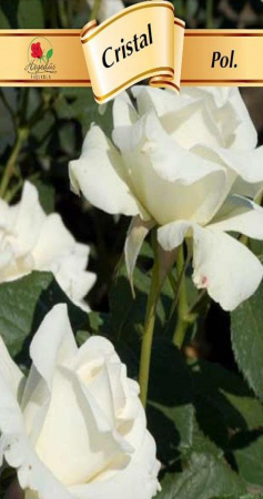 Flori - Trandafir polyanthe Cristal