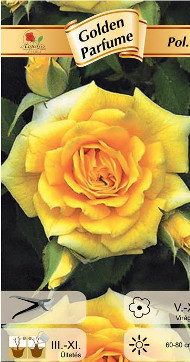 Flori - Trandafir polyanthe Golden Parfum