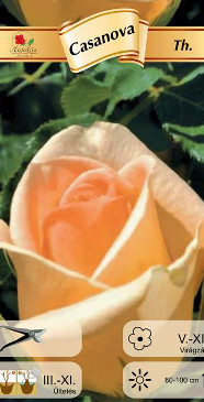 Flori - Trandafir teahibrid Casanova