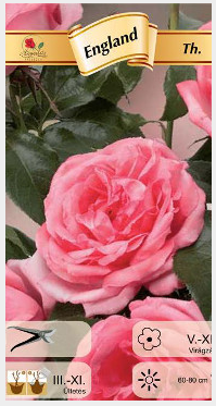 Flori - Trandafir teahibrid England