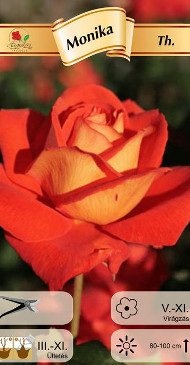 Flori - Trandafir teahibrid Monika