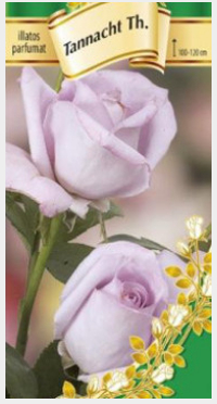 Trandafir teahibrid Sterling Silver [0]