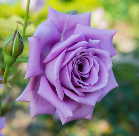 Trandafir teahibrid Tannacht [1]