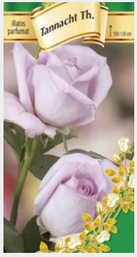 Trandafir teahibrid Tannacht [0]