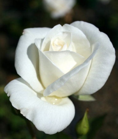 Trandafir teahibrid Virgo [1]