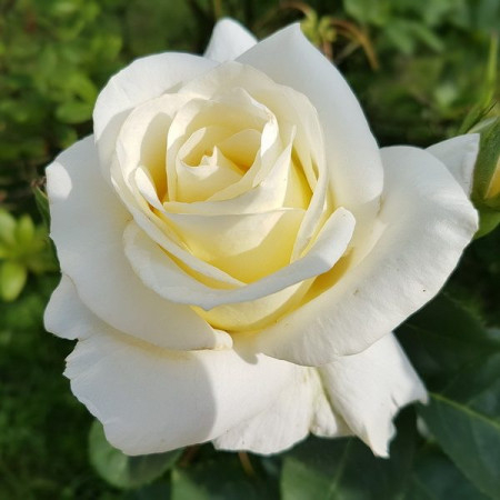 Flori - Trandafir teahibrid White Rose
