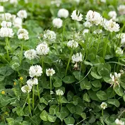 Plante furajere - Trifoi alb Apolo C1 400g