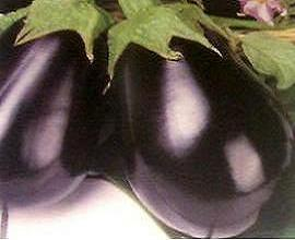 Legume - Vinete Bonica F1 2gr