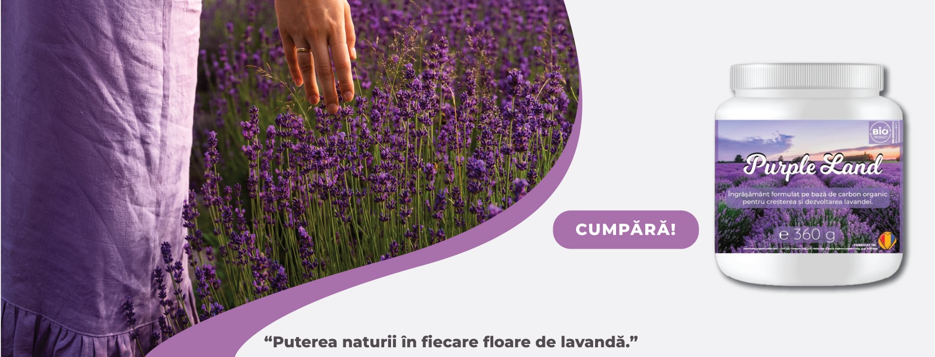 Ingrasamant lavanda