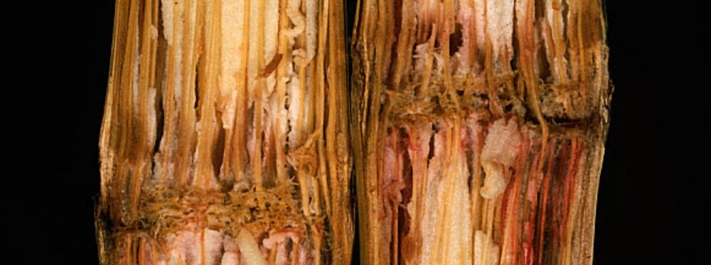 Putregaiul tulpinilor si al stiuletilor de porumb - Gibberella zeae