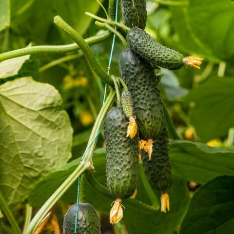 Castraveti - Seminte Castraveti Marketmore 10g Holland Farming