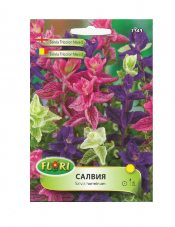 Salvia - Seminte Salvia tricolor mix Florian