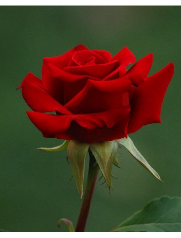 Trandafiri Cris Imperial [1]