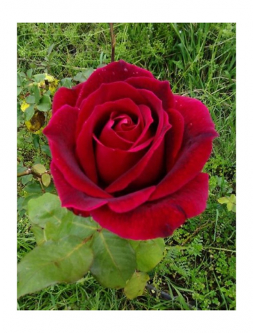 Trandafiri Cris Imperial [0]