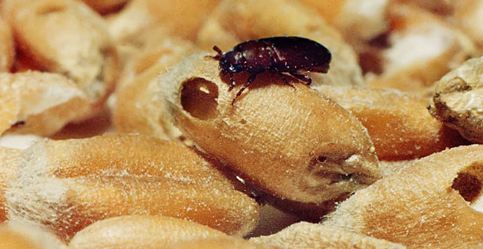 Gărgărița cerealelor