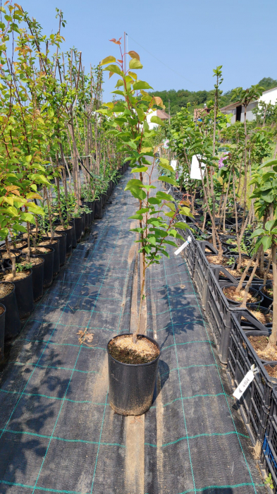 Cais Sulmona, ghiveci 4l, H 90 - 110cm [2]