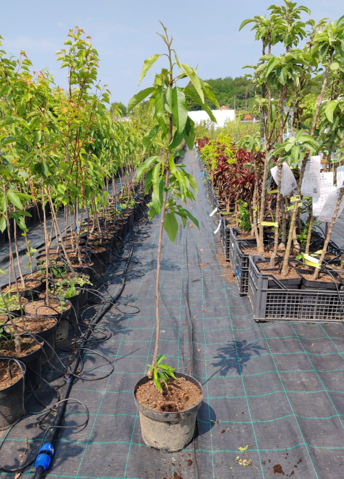 Cires Kordia, ghiveci 4,5 l, H 70 - 90 cm [2]