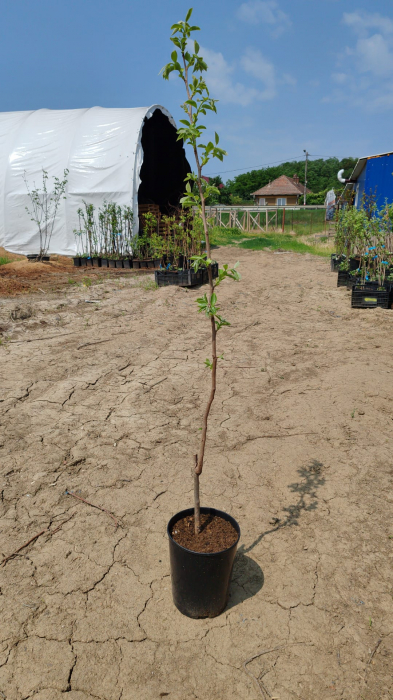 Kaki Hana Fuyu, ghiveci 4l, H 70-90 cm [2]