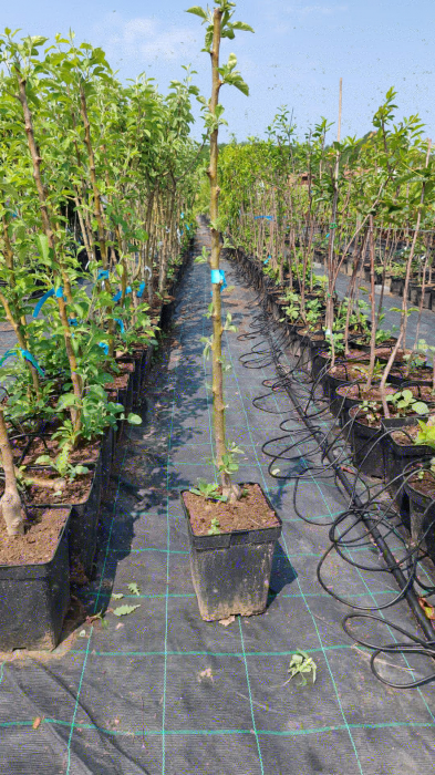 Mar Clar Alb MM 106 (ghiveci 5L, H 100-120 cm ) [2]