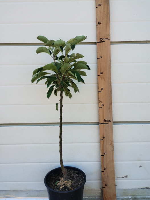 Mar columnar Arbat,ghiveci 9 l, H 90-110 cm [3]